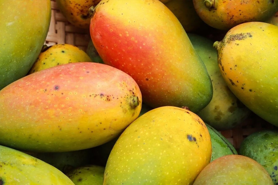 Mango export of china led to cut Indian export