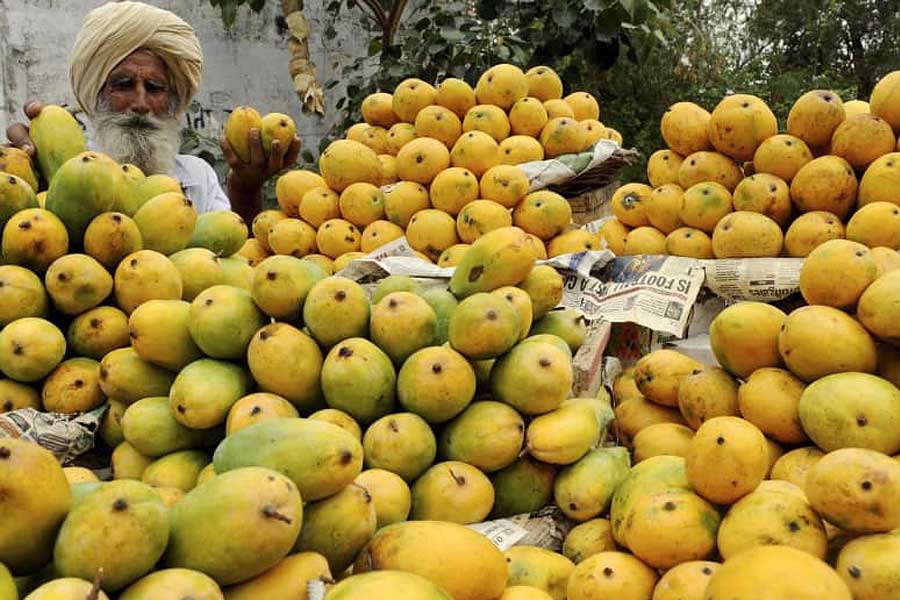 Mango export of china led to cut Indian export