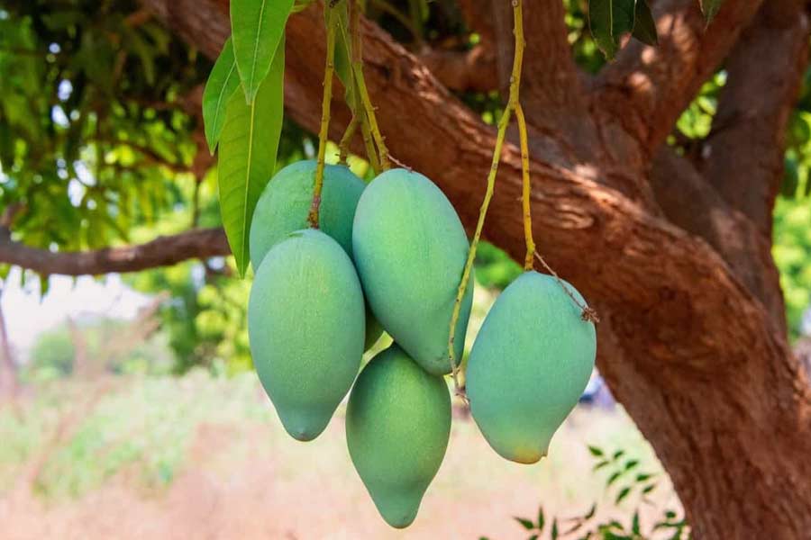 Mango export of china led to cut Indian export