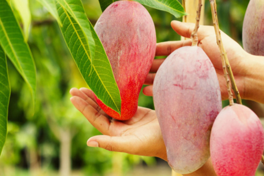 Mango export of china led to cut Indian export