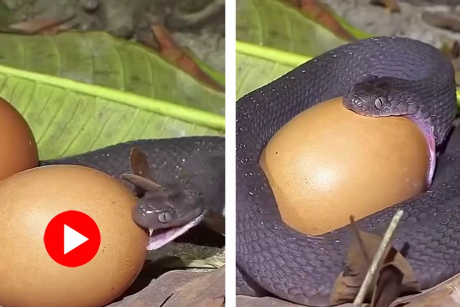 Video of snake swallowing egg