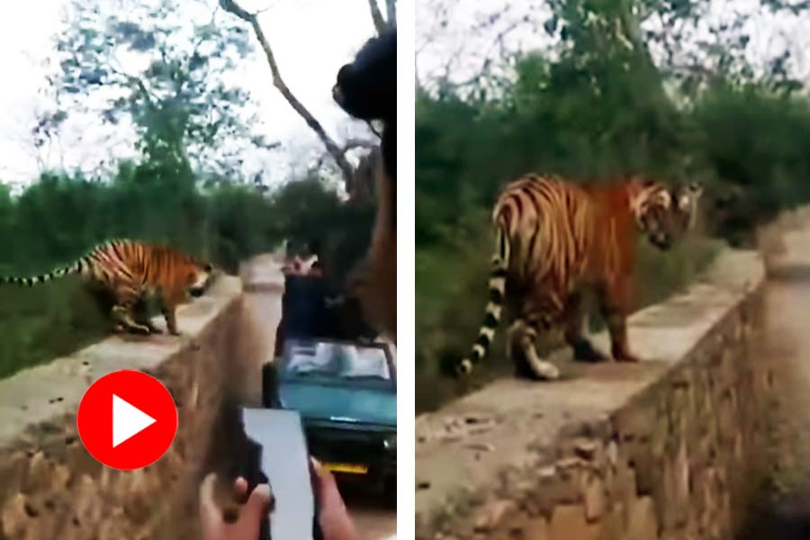 Video of a Tiger comes close to safari jeep in Ranthambore national park