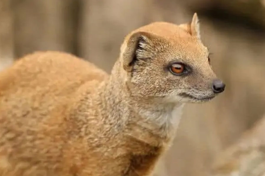 Namibia to kill more than 700 animals including elephants due to food crisis