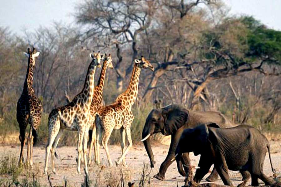 Namibia to kill more than 700 animals including elephants due to food crisis