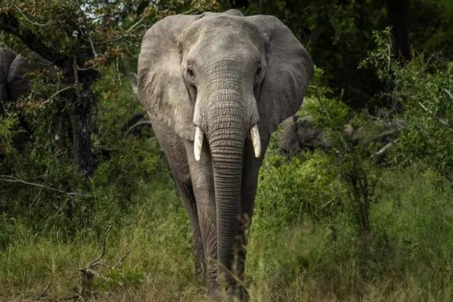 Namibia to kill more than 700 animals including elephants due to food crisis