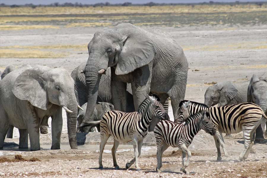 Namibia to kill more than 700 animals including elephants due to food crisis