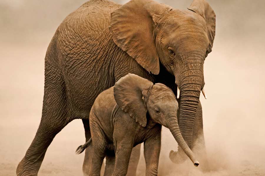 Namibia to kill more than 700 animals including elephants due to food crisis