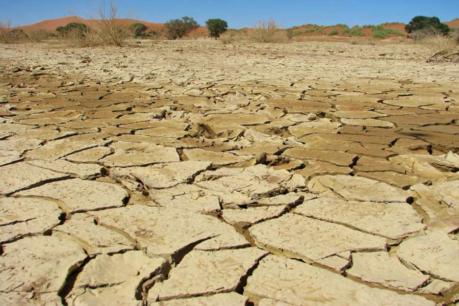 Namibia to kill more than 700 animals including elephants due to food crisis