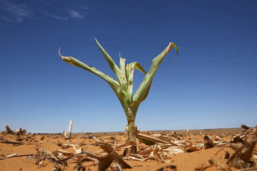 Namibia to kill more than 700 animals including elephants due to food crisis