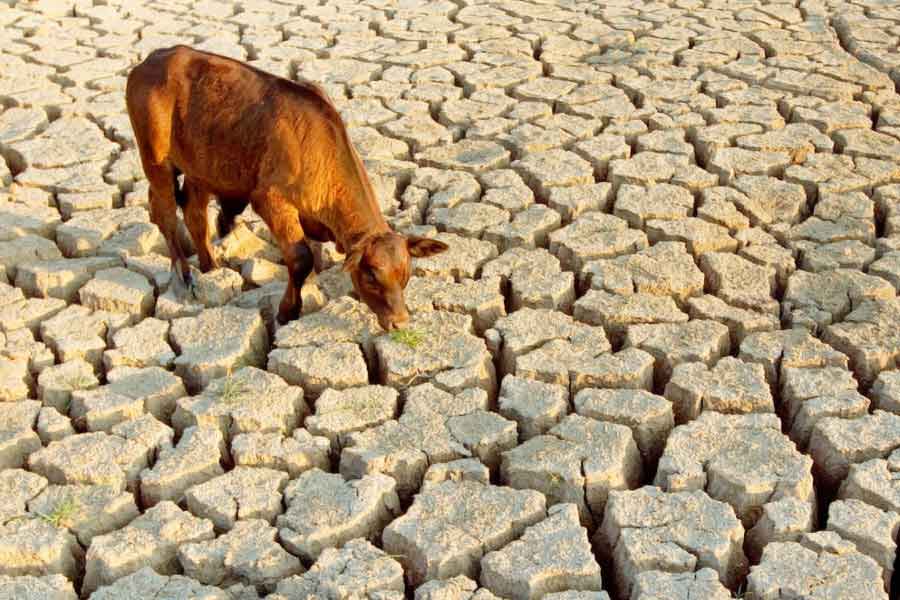 Namibia to kill more than 700 animals including elephants due to food crisis