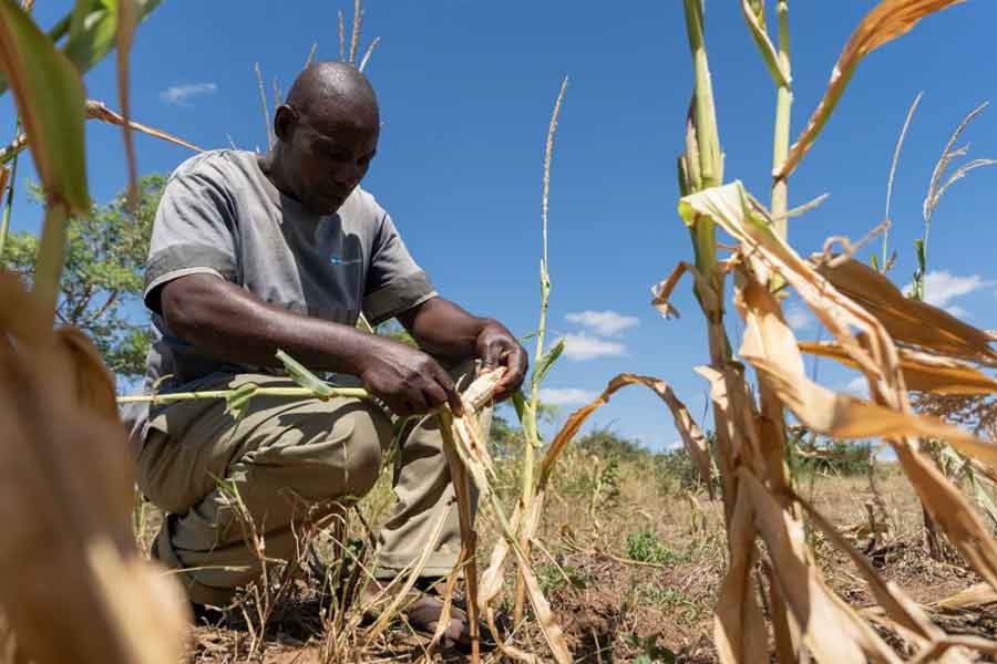 Namibia to kill more than 700 animals including elephants due to food crisis