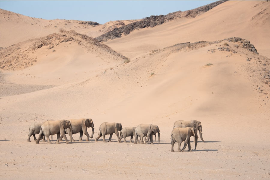 Namibia to kill more than 700 animals including elephants due to food crisis
