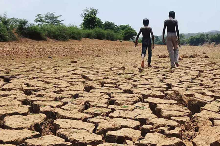 Namibia to kill more than 700 animals including elephants due to food crisis