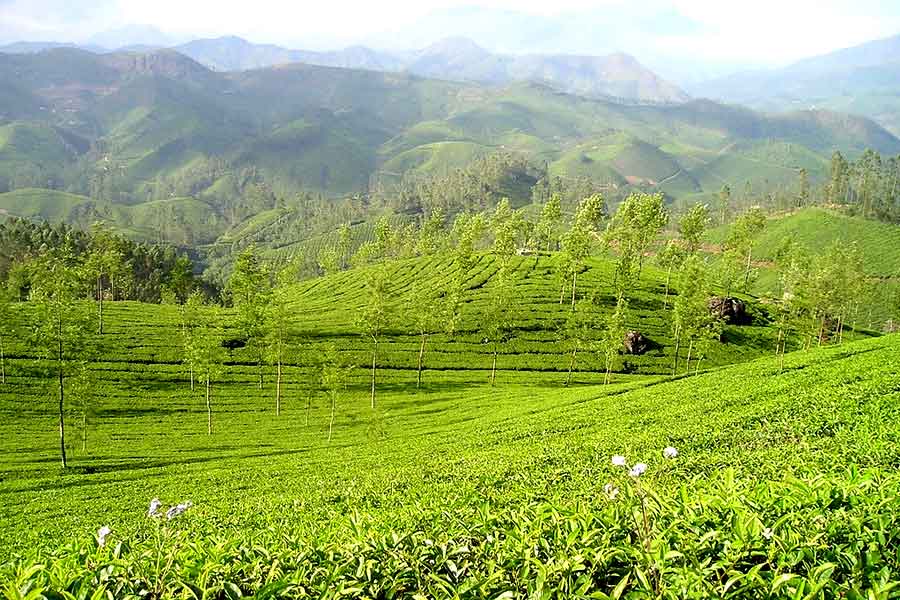 মিম চা-বাগান।