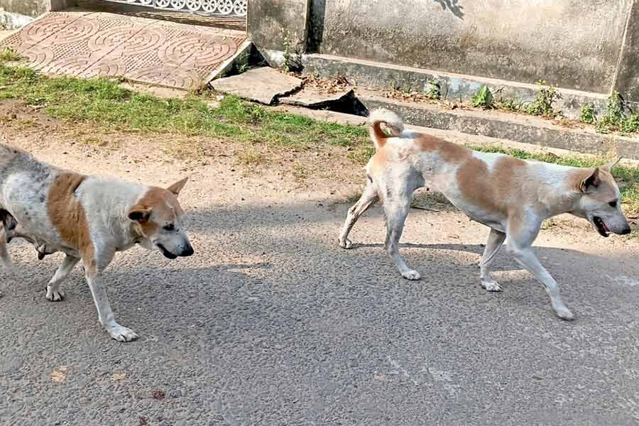 এদের খাবার নিয়েই চলছে ভাবনা-চিন্তা।