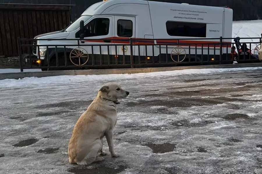 For four days, a dog refused to leave the riverbank waiting for his master