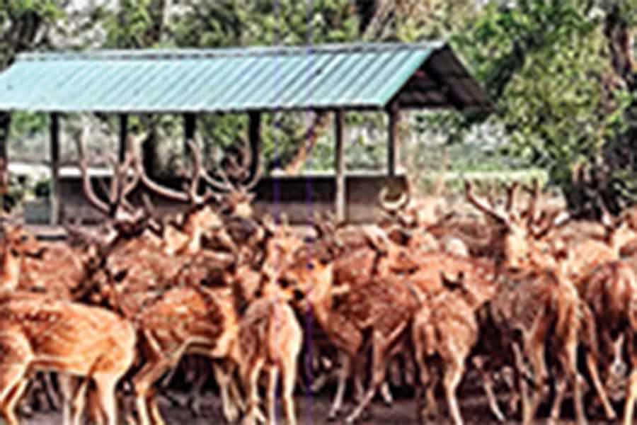 Rasikbil Mini Zoo | Shortage of space at Rasikbil Mini Zoo - Anandabazar