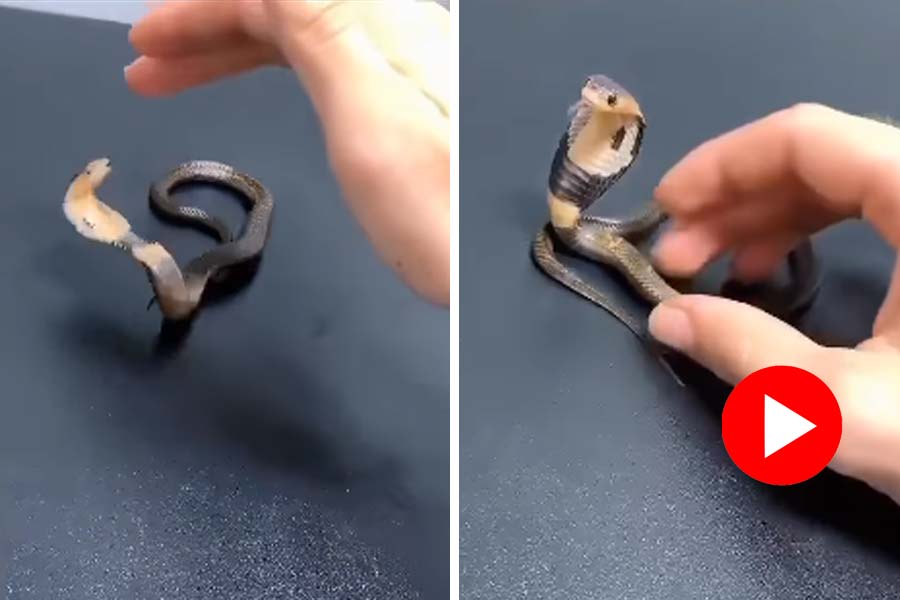 Man pets baby cobra with his fingers, video went viral