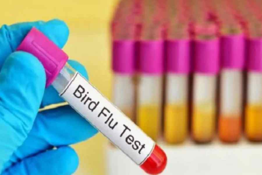 A recent study shows a mild increase in the strain of bird flu transmissibility through air