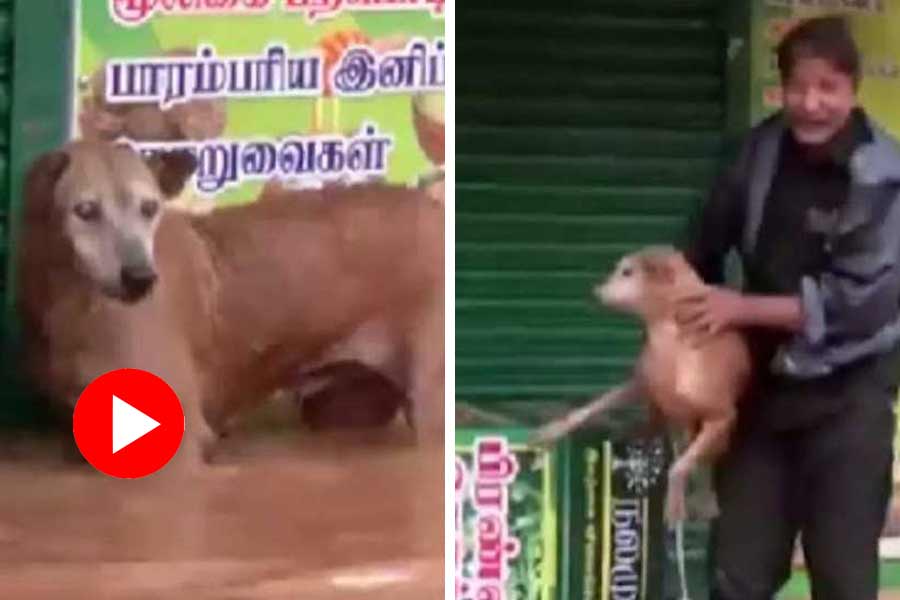 Man rescues a dog from water logged road in Puducherry, video goes viral