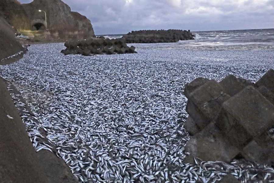 Thousand tons of fish were found floating on the surface of the sea near the fishing port of Japan