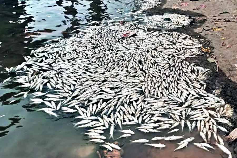 Thousand tons of fish were found floating on the surface of the sea near the fishing port of Japan