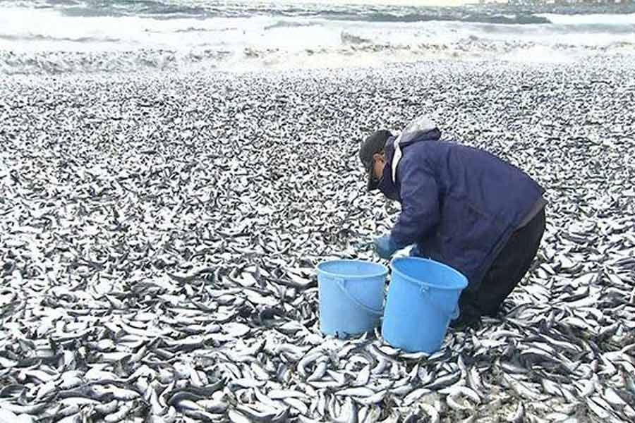 Thousand tons of fish were found floating on the surface of the sea near the fishing port of Japan