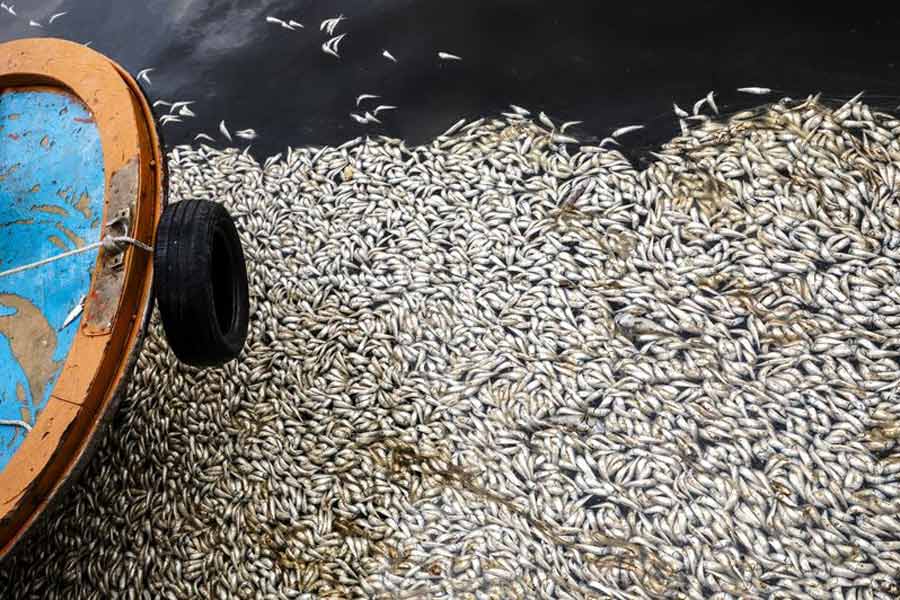 Thousand tons of fish were found floating on the surface of the sea near the fishing port of Japan