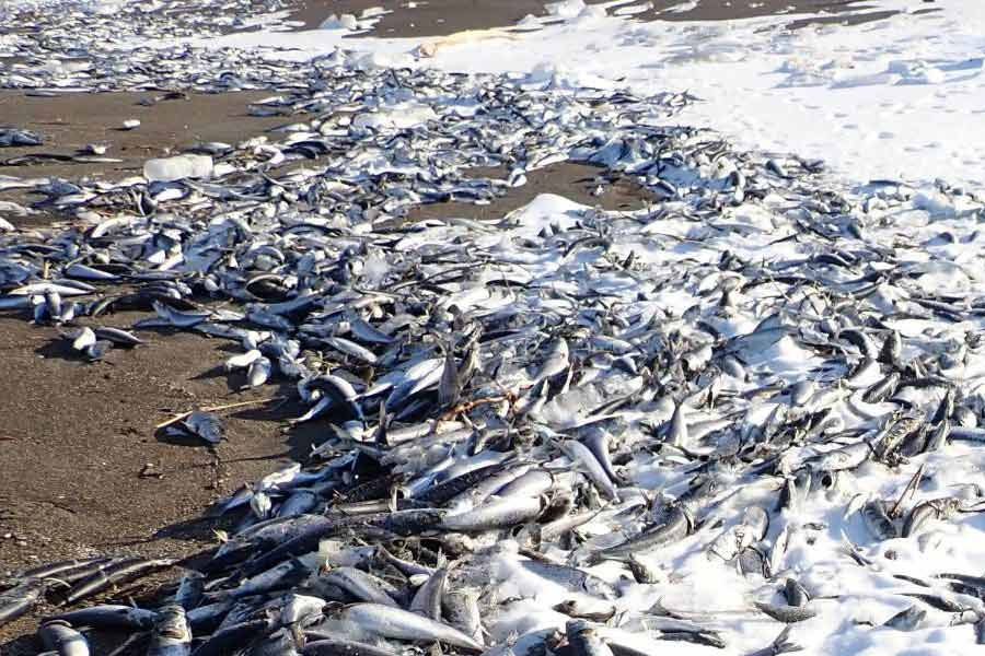 Thousand tons of fish were found floating on the surface of the sea near the fishing port of Japan