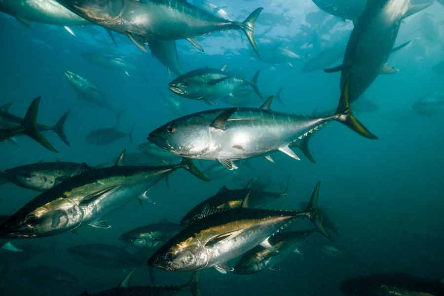 Thousand tons of fish were found floating on the surface of the sea near the fishing port of Japan