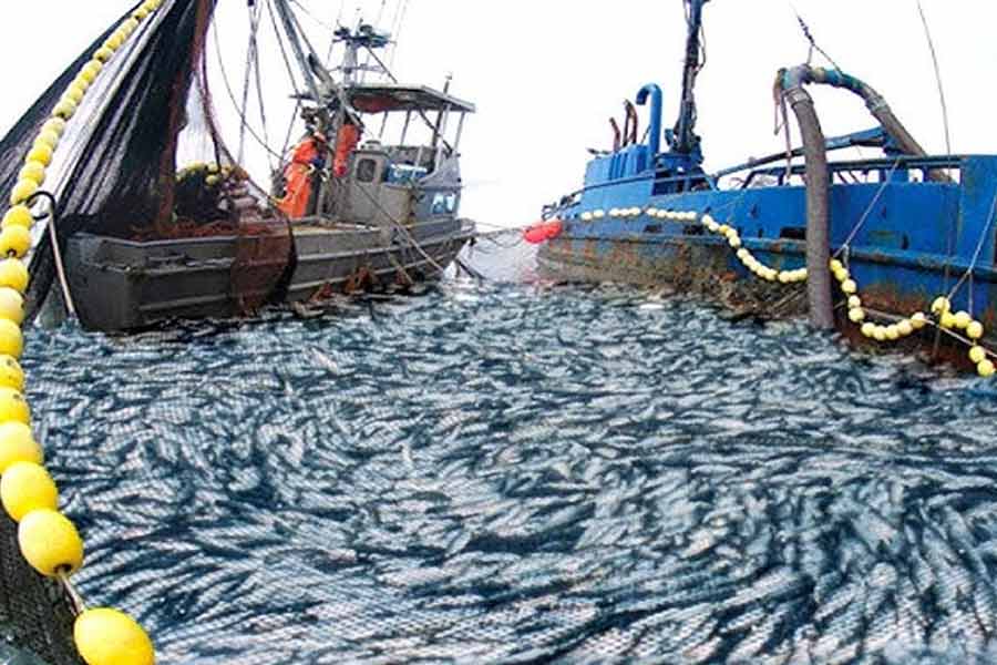 Thousand tons of fish were found floating on the surface of the sea near the fishing port of Japan