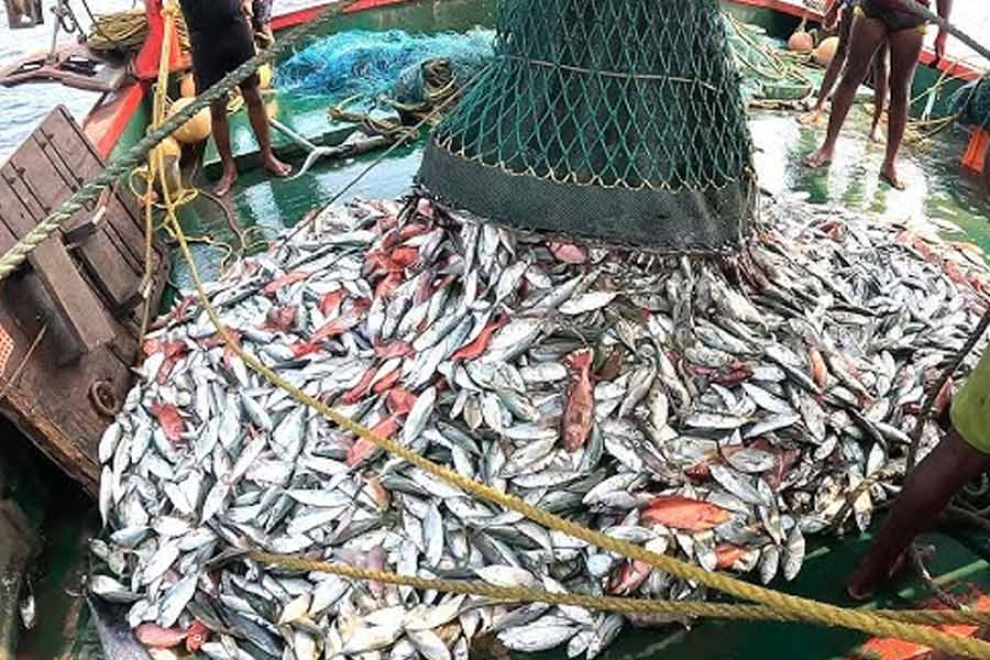 Thousand tons of fish were found floating on the surface of the sea near the fishing port of Japan