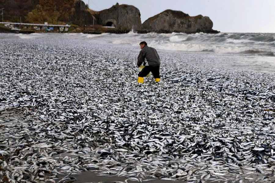 Thousand tons of fish were found floating on the surface of the sea near the fishing port of Japan