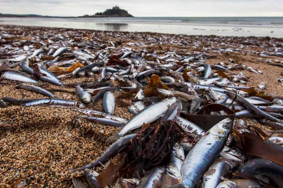 Thousand tons of fish were found floating on the surface of the sea near the fishing port of Japan