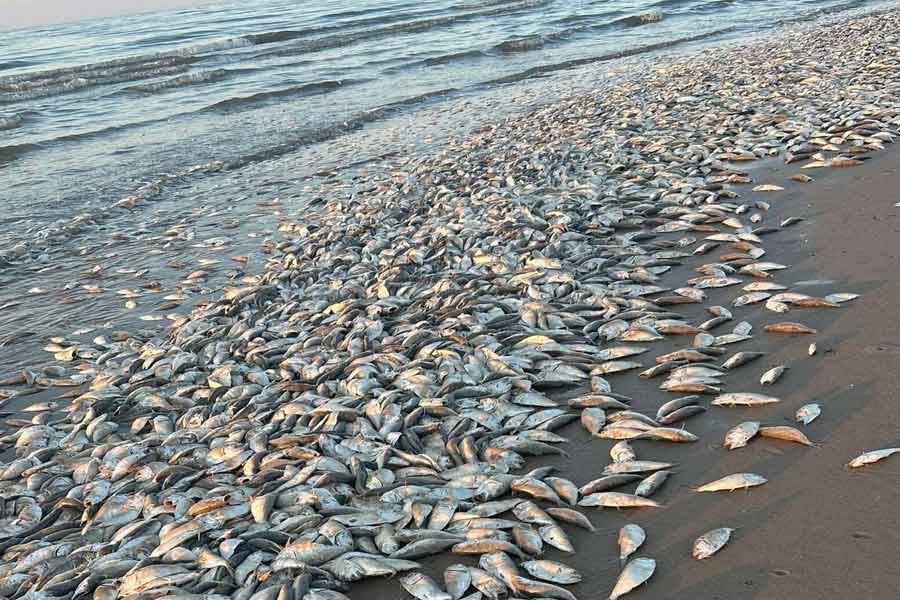 Thousand tons of fish were found floating on the surface of the sea near the fishing port of Japan