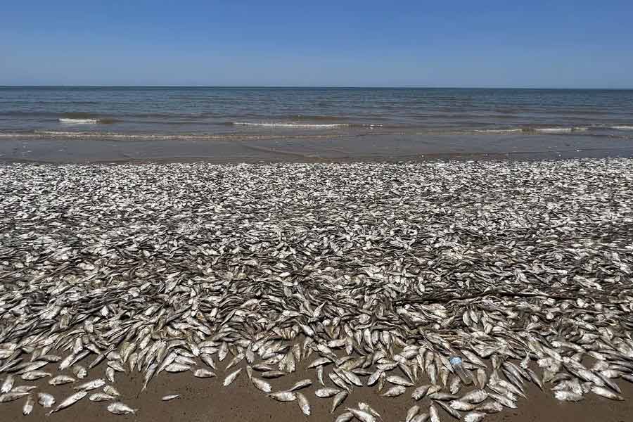 Thousand tons of fish were found floating on the surface of the sea near the fishing port of Japan