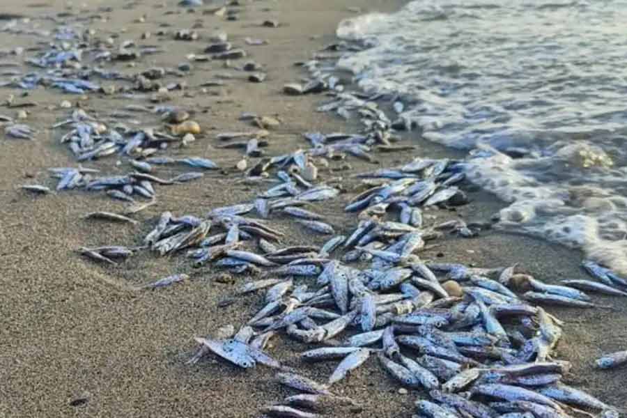 Thousand tons of fish were found floating on the surface of the sea near the fishing port of Japan