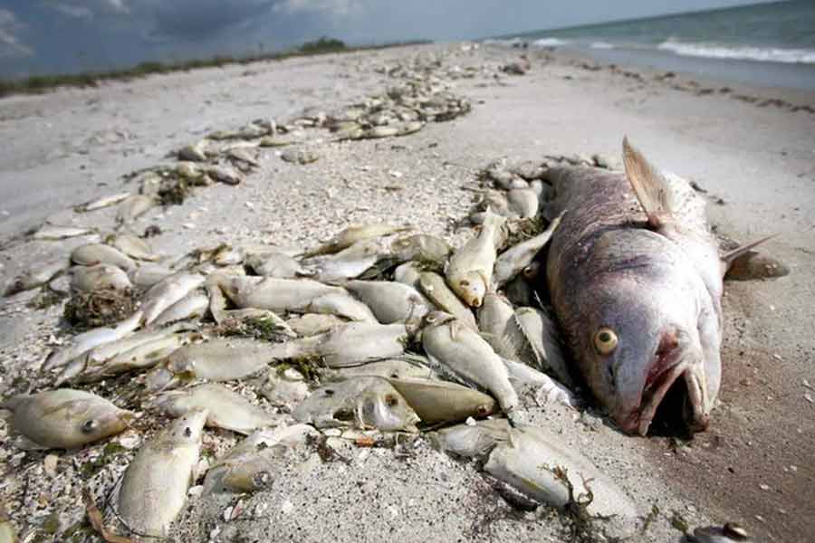 Thousand tons of fish were found floating on the surface of the sea near the fishing port of Japan