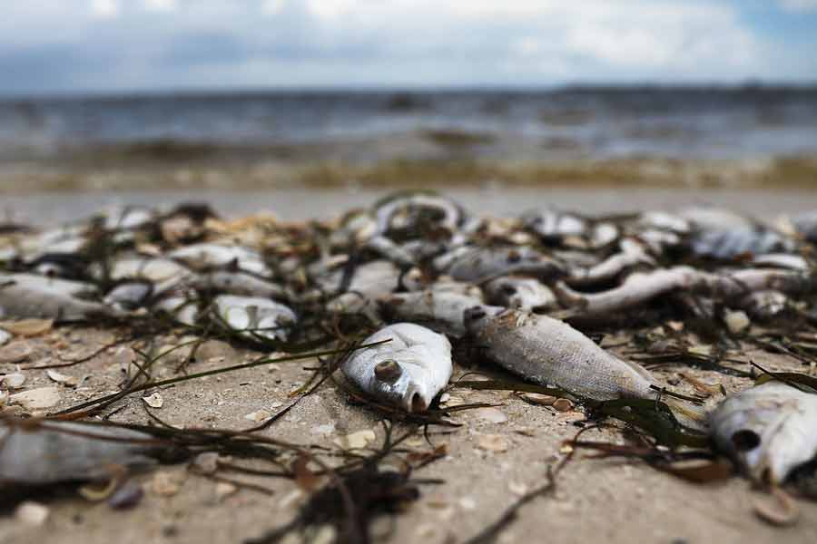 Thousand tons of fish were found floating on the surface of the sea near the fishing port of Japan