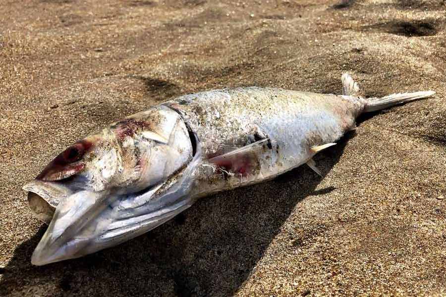 Thousand tons of fish were found floating on the surface of the sea near the fishing port of Japan
