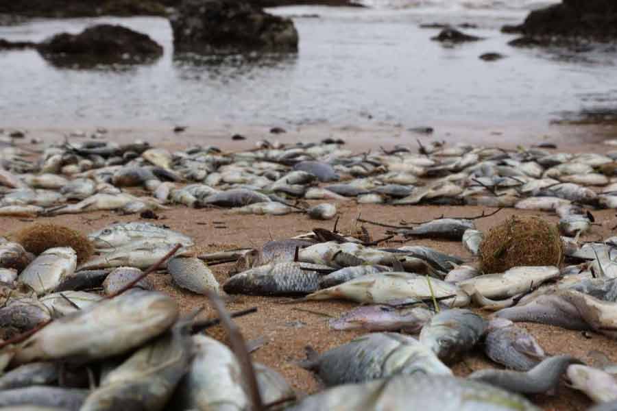 Thousand tons of fish were found floating on the surface of the sea near the fishing port of Japan