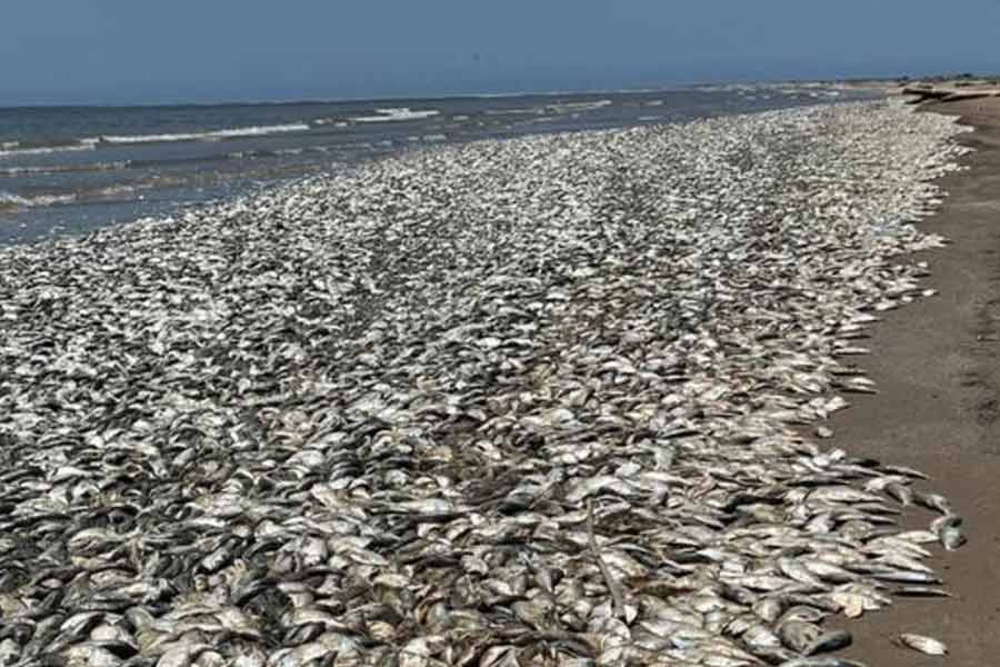 Thousand tons of fish were found floating on the surface of the sea near the fishing port of Japan