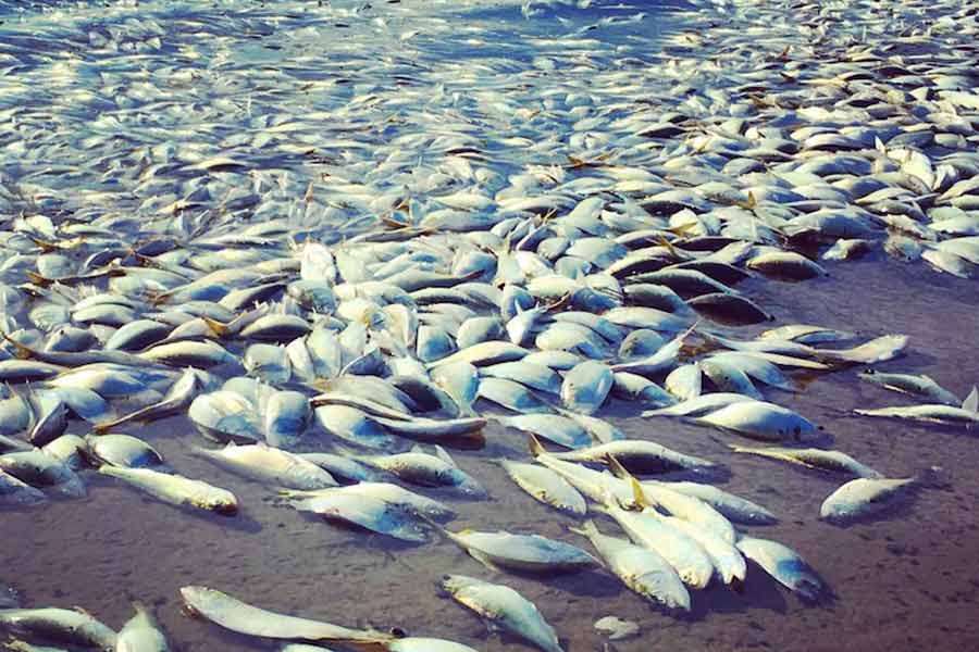 Thousand tons of fish were found floating on the surface of the sea near the fishing port of Japan