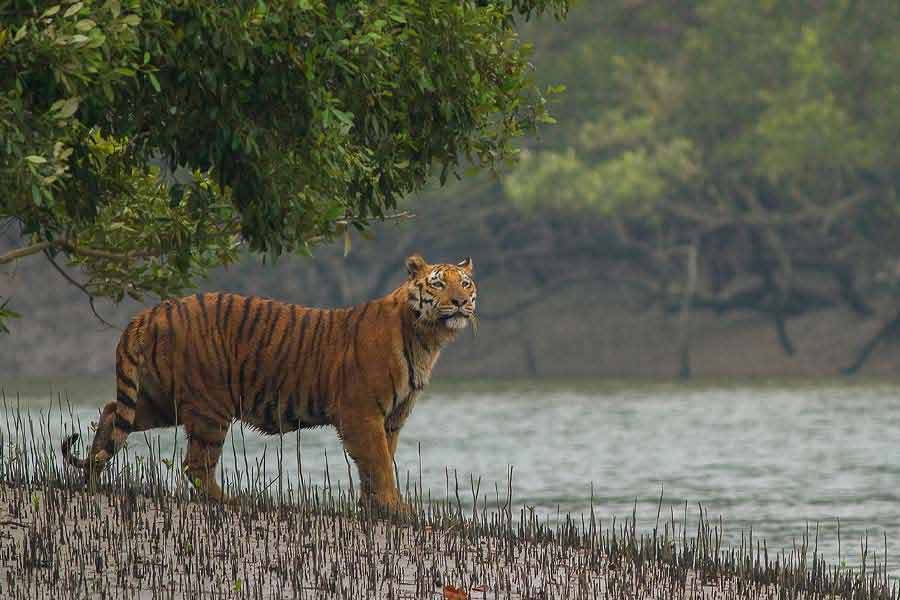 One fisherman killed by tiger in sundarban dgtld