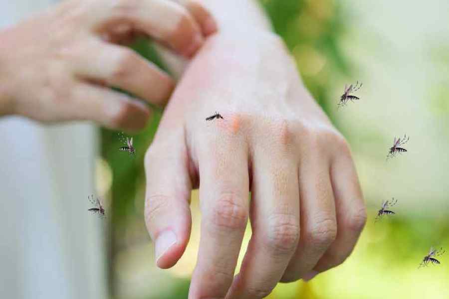 Essential oils for mosquito bite prevention