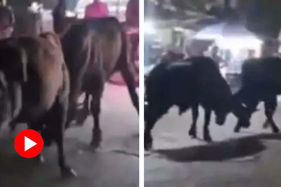 Four bulls create ruckus in n the middle of the market in Uttar Pradesh