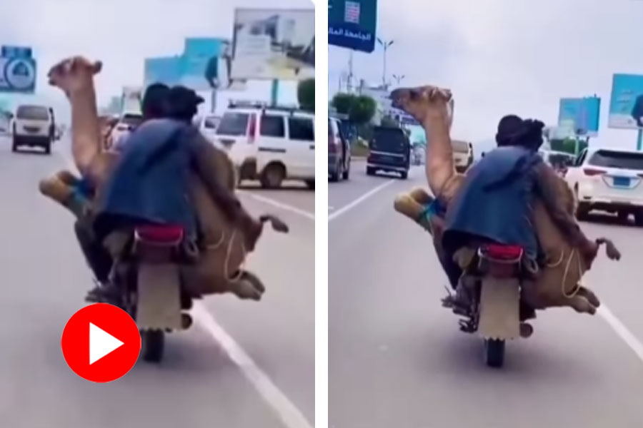 Two men carrying camel on bike, video went viral