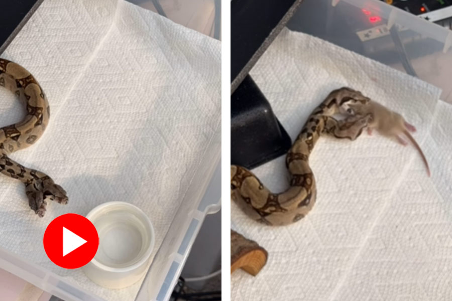 A video of fight between two headed snake for food is gone viral