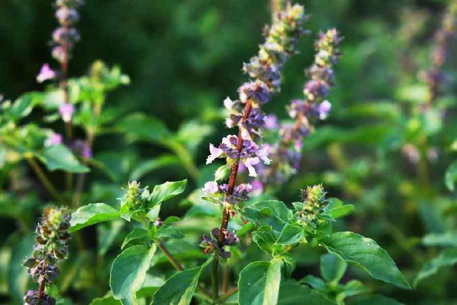 Astrological benefits of tulsi manjari