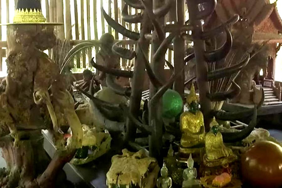 Thai temple has concealing 73 corps to train monks in meditation